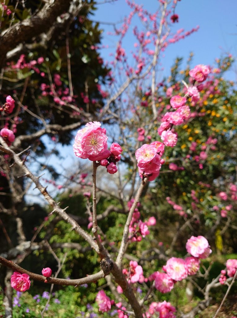 不動院_不動閣_岐阜_紅梅