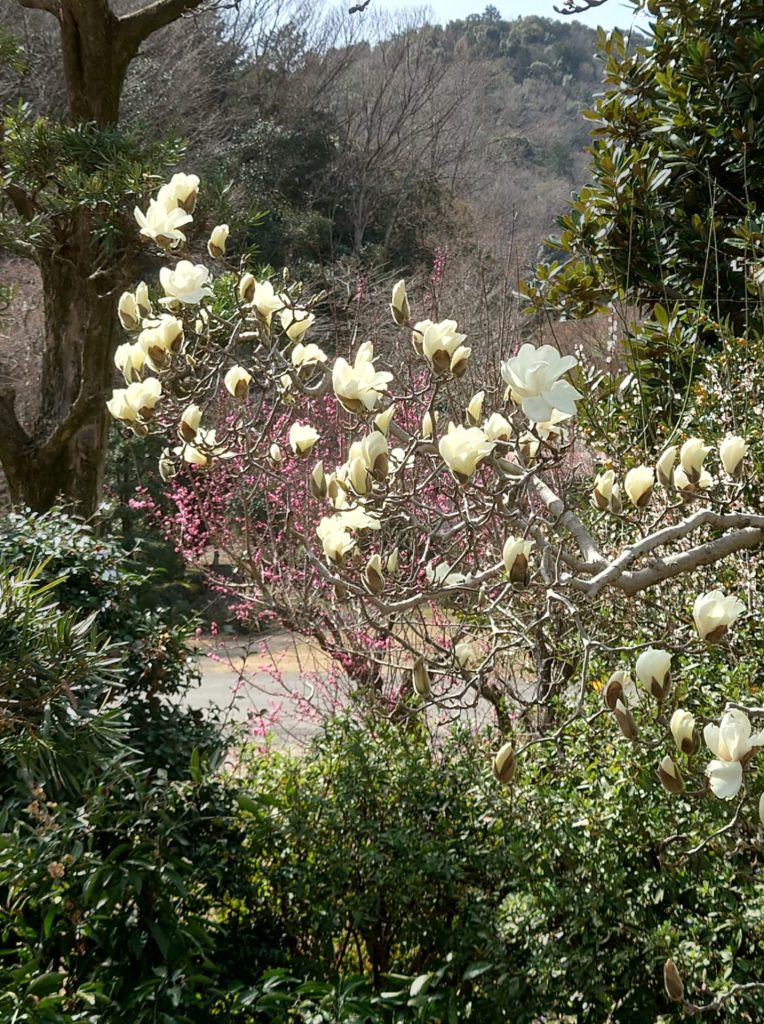 不動院_不動閣_岐阜_ハクモクレン