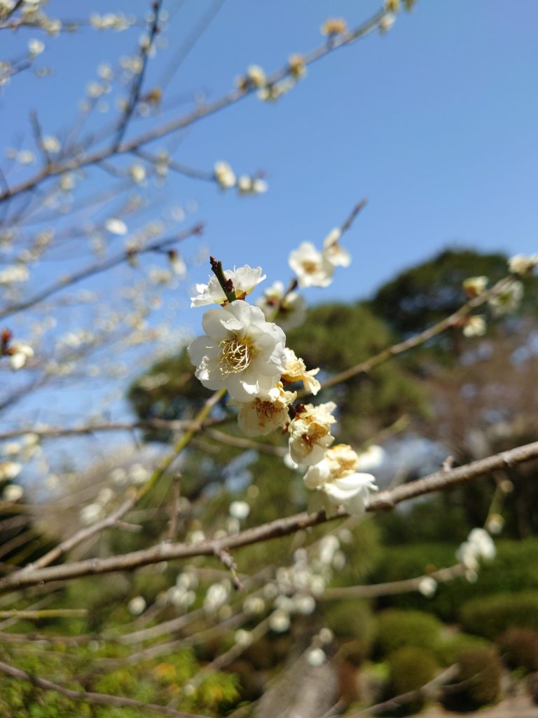 不動院_不動閣_岐阜_梅