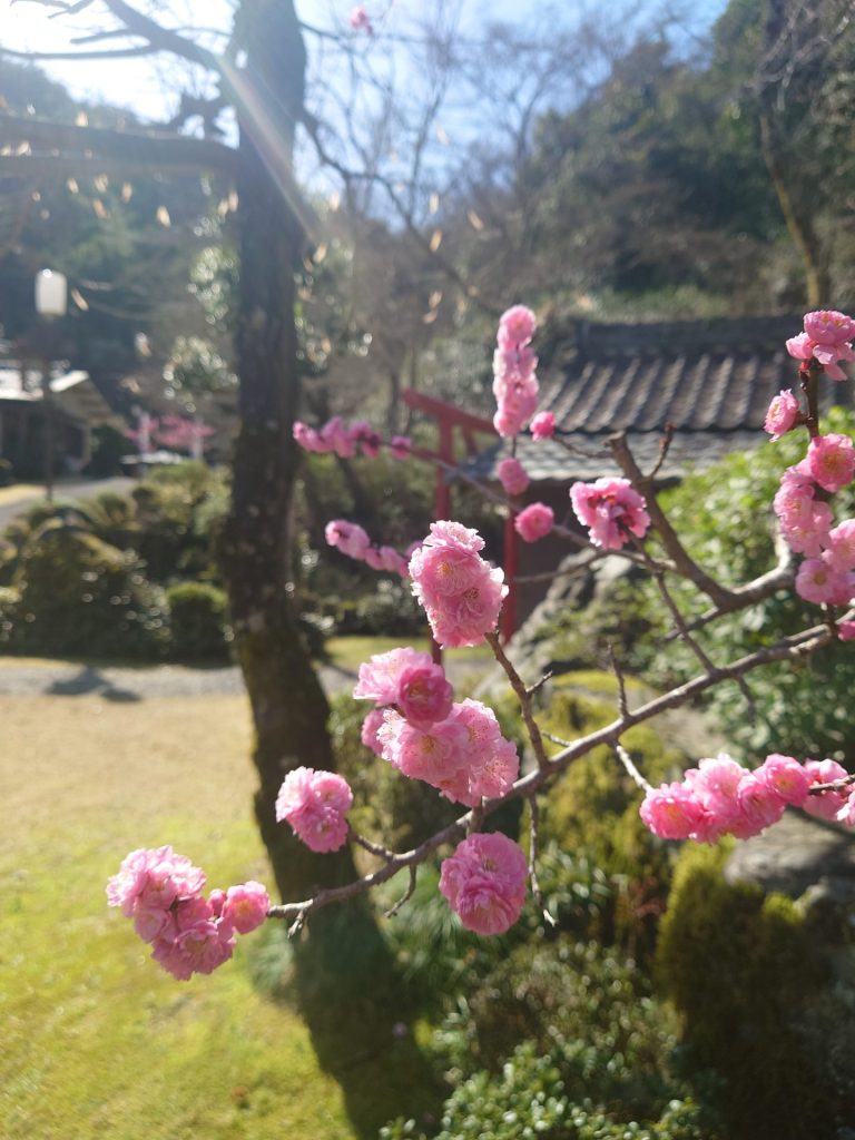 紅梅_不動院_不動閣